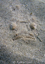 Sandy smile of a stargazer. by Fuster Luc 